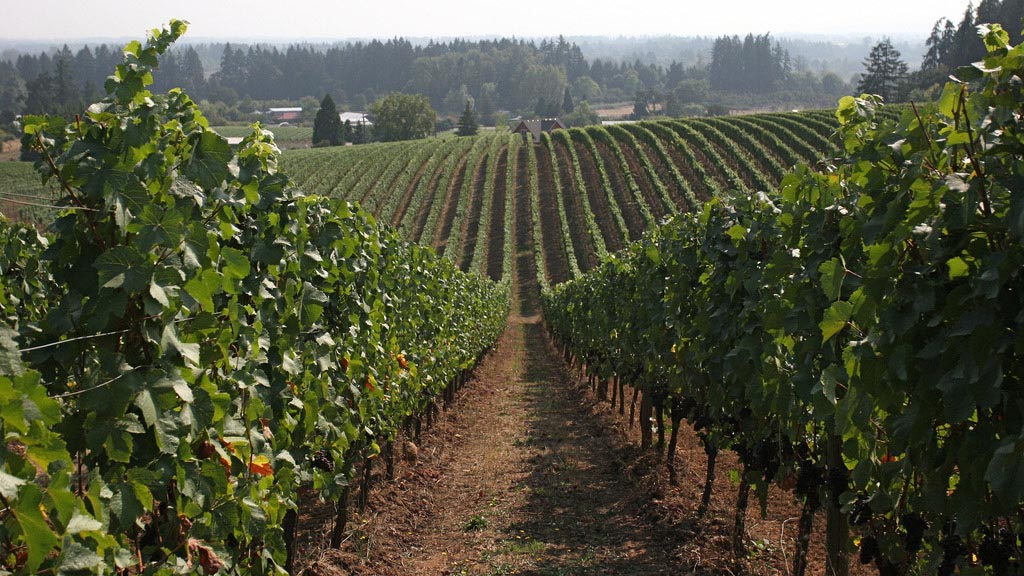 Read more about the article Private & Custom Oregon Tours